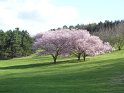 2010-04-01 10-29-40 Parc de la Courneuve CGn